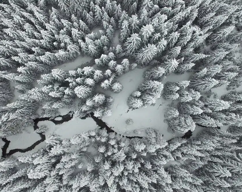 aerial view of forest in winter