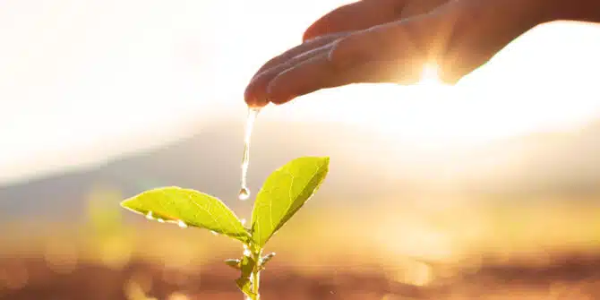 a photo of water flowing out of a hand on to a single, small, two leaf  plant