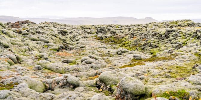 Moss covered lava field at Hellisheiði in Iceland . A lava field, sometimes called a lava bed, is a large, mostly flat area of lava flows.